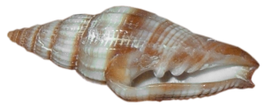 Seashell PNG-37134